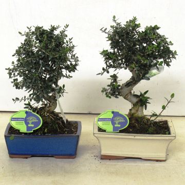 Olea europaea sylvestris