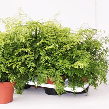 Asplenium bulbiferum 'Suze'