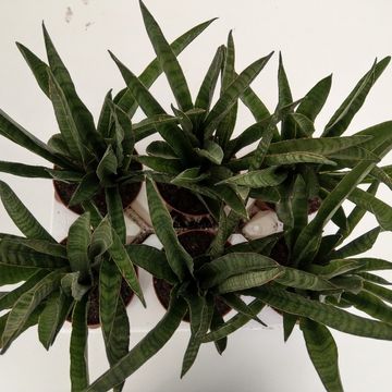 Sansevieria zeylanica 'Greenline'