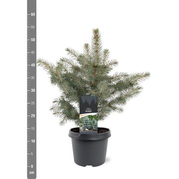 Picea pungens 'Glauca'