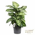 Dieffenbachia 'Mars'