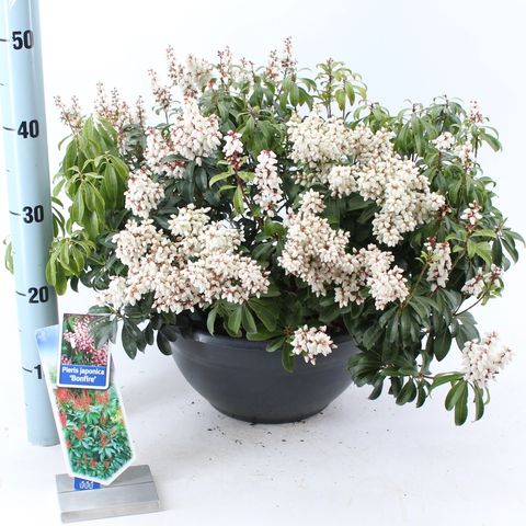 Pieris japonica 'Bonfire'