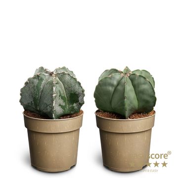 Astrophytum myriostigma