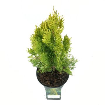 Platycladus orientalis 'Elegantissima'