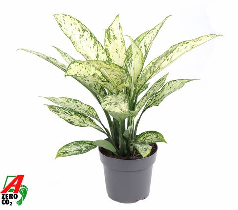 Dieffenbachia 'Vesuvius'