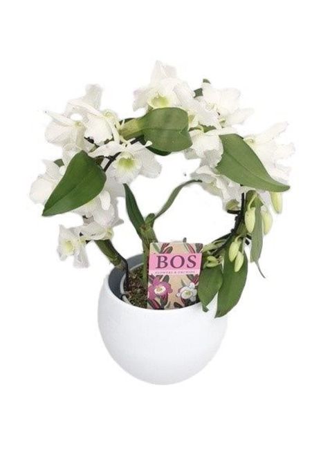 Dendrobium nobile STAR CLASS WHITE