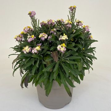 Erysimum WALLART PINK LEMONADE