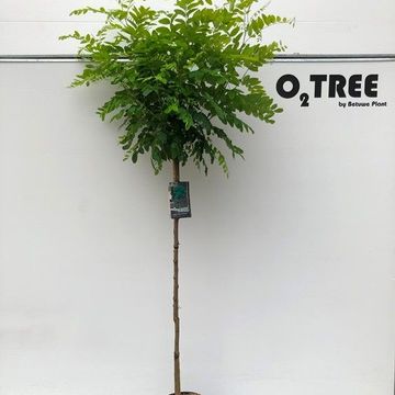 Robinia pseudoacacia 'Umbraculifera'