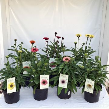 Echinacea SUNSEEKERS MIX
