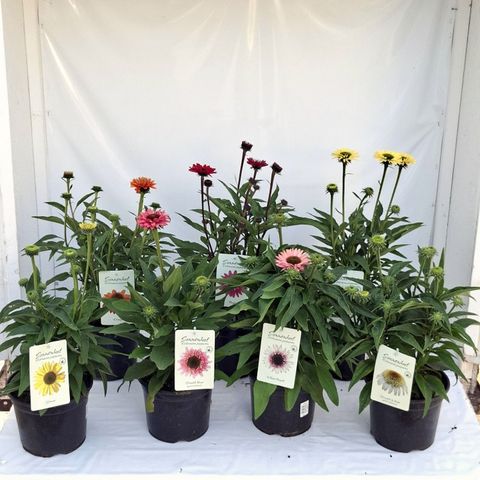 Echinacea SUNSEEKERS MIX