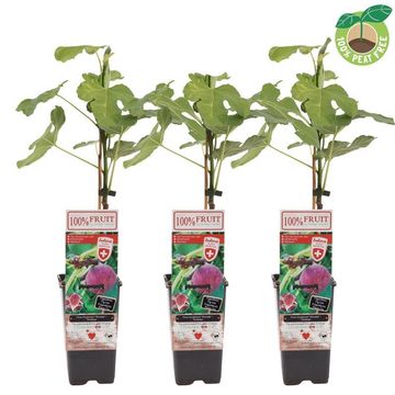 Ficus carica 'Gustissimo Perretta'