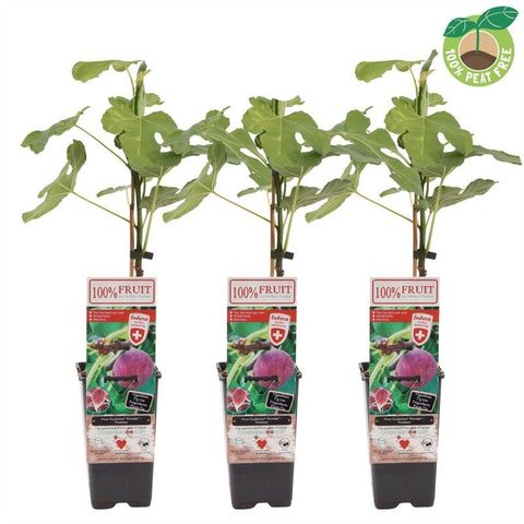 Ficus carica 'Gustissimo Perretta'