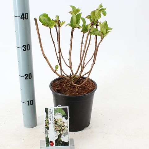 Hydrangea macrophylla 'Libelle'