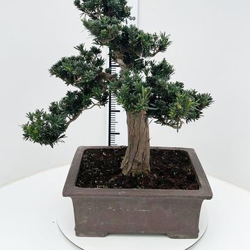 Podocarpus macrophyllus