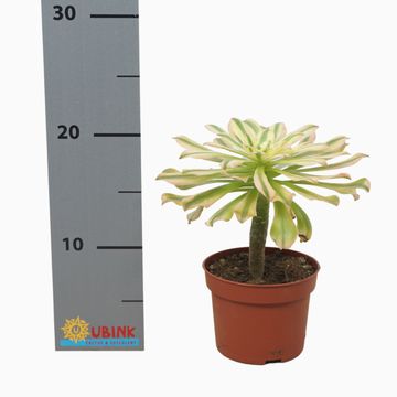 Aeonium arboreum 'Variegatum'