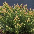 Calluna vulgaris 'Kerstin'