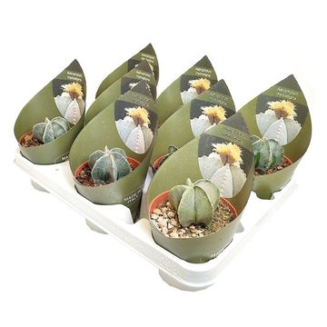 Astrophytum myriostigma