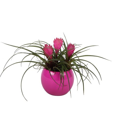 Tillandsia cyanea