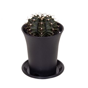 Gymnocalycium GREEN