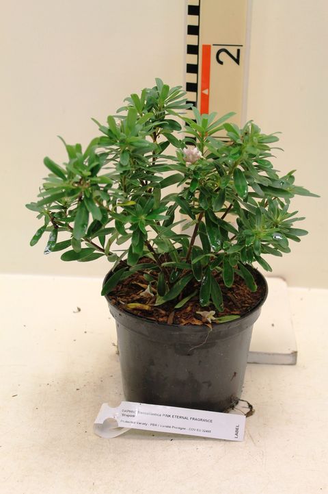 Daphne x transatlantica PINK FRAGRANCE