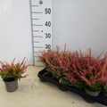 Calluna vulgaris BEAUTY LADIES ANNE-SOFIE