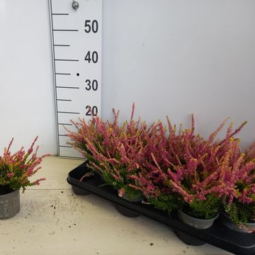 Calluna vulgaris BEAUTY LADIES ANNE-SOFIE