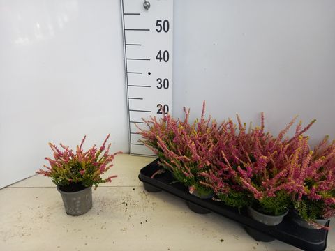 Calluna vulgaris BEAUTY LADIES ANNE-SOFIE