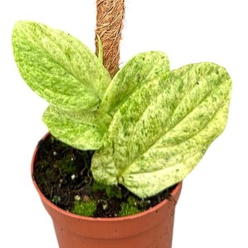 Rhaphidophora korthalsii 'Marble Aurea'