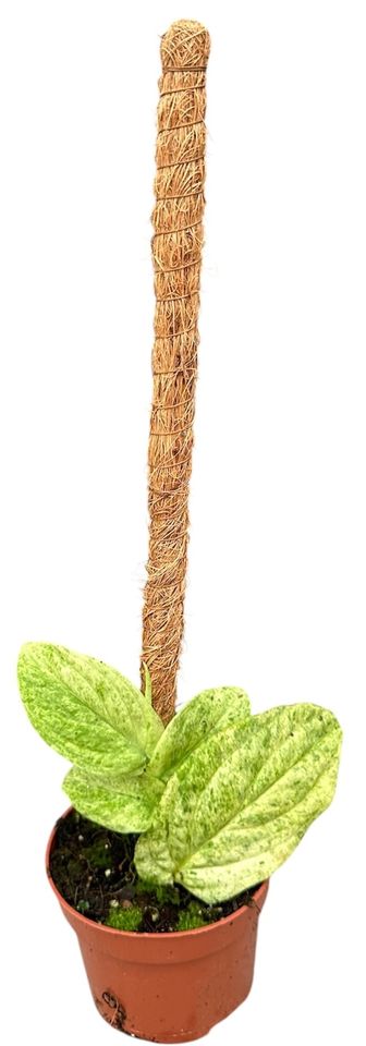 Rhaphidophora korthalsii 'Marble Aurea'