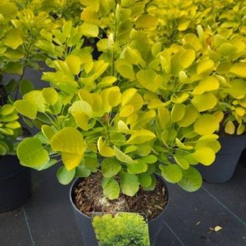 Cotinus coggygria GOLDEN SPIRIT