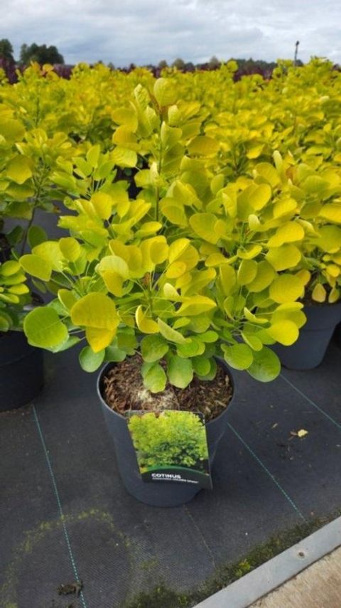 Cotinus coggygria GOLDEN SPIRIT