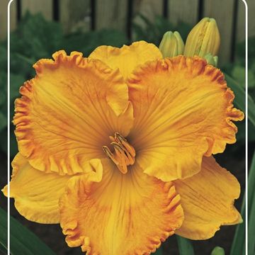 Hemerocallis 'Orange Nassau'