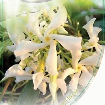 Trachelospermum jasminoides 'White Wings'