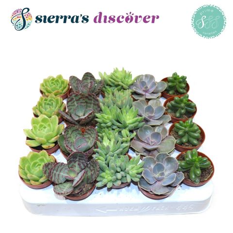 Succulente MIX