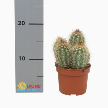 Pilosocereus braunii