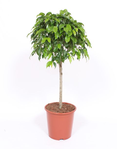 Ficus benjamina 'Columnar'