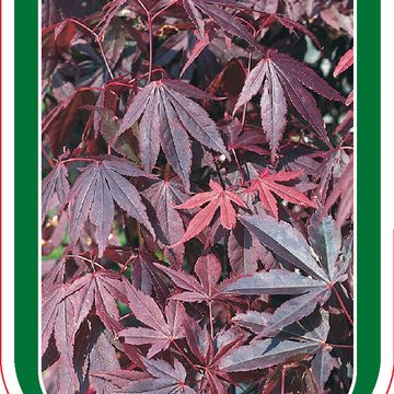 Acer palmatum 'Yezo-nishiki'