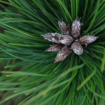 Pinus densiflora 'Low Glow'