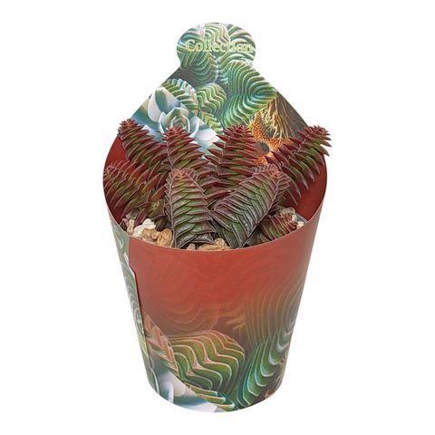 Crassula capitella thyrsiflora
