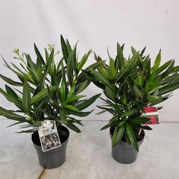 Nerium oleander MIX