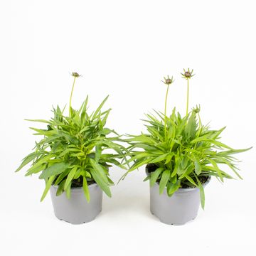 Coreopsis grandiflora