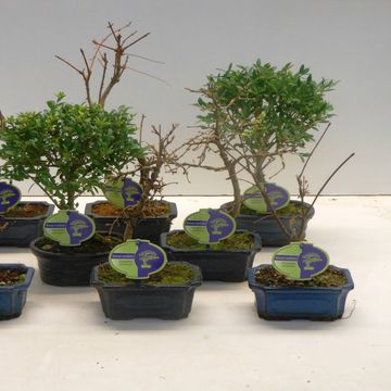 Bonsai MIX