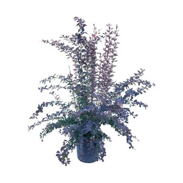 Berberis x ottawensis 'Аурикома'