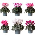 Cyclamen persicum MIX