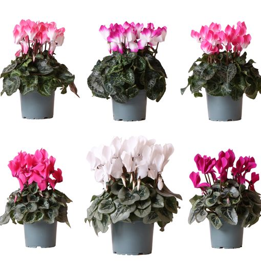 Cyclamen persicum MIX