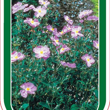 Cistus 'Silver Pink'