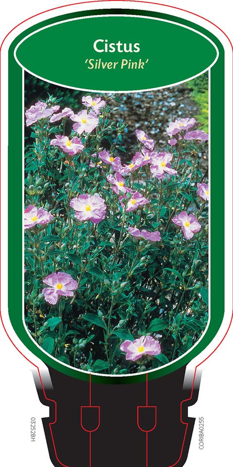 Cistus 'Silver Pink'