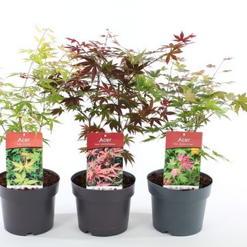 Acer palmatum MIX