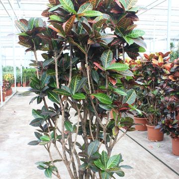 Codiaeum variegatum 'Petra'
