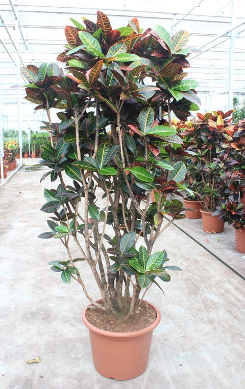 Codiaeum variegatum 'Petra'